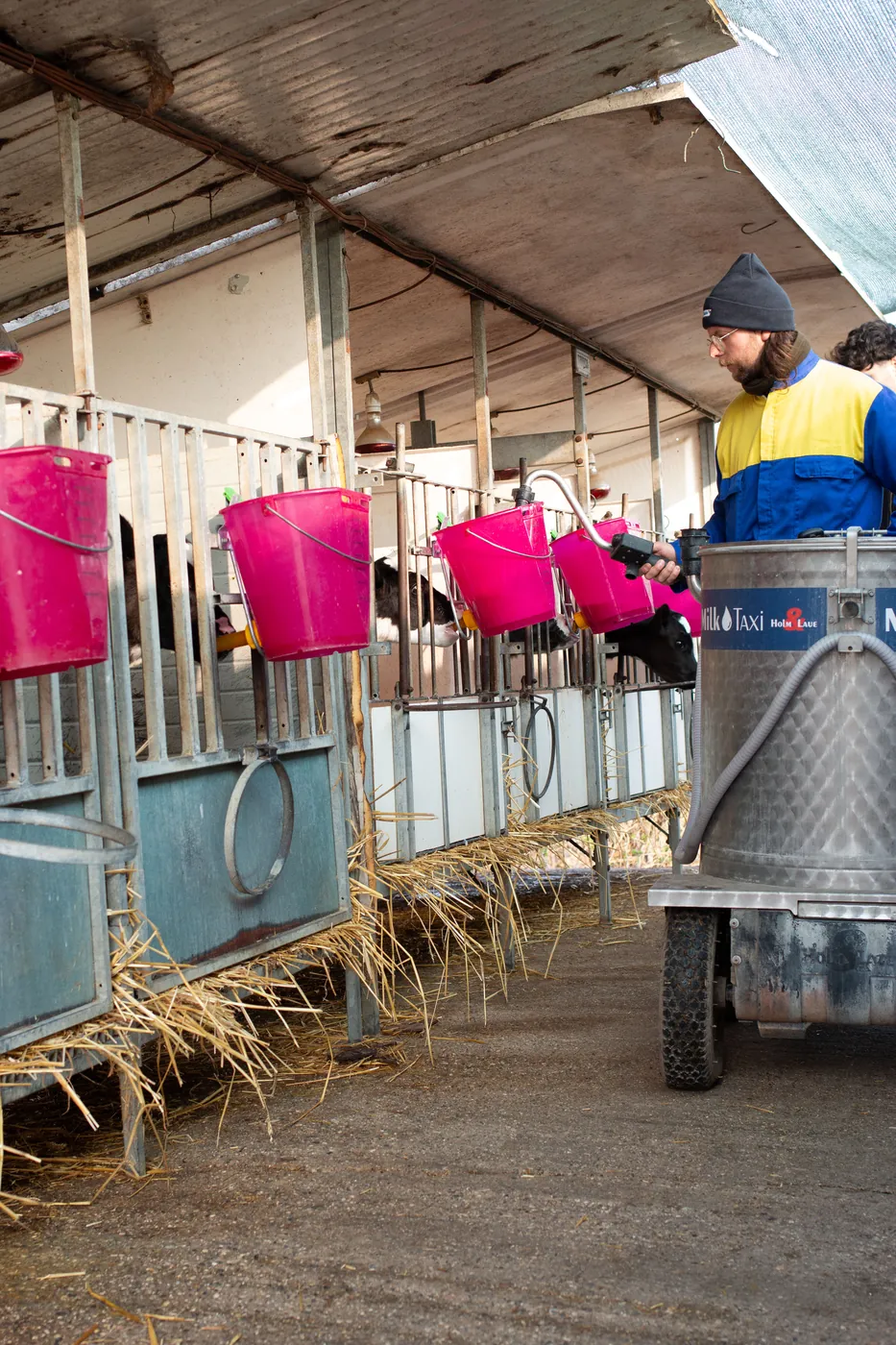MilkTaxi davanti ai box dei vitelli con i secchi per l’alimentazione